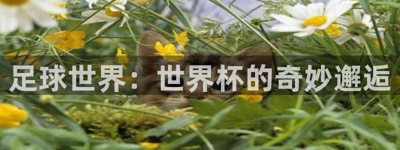 今年的世界杯:足球世界:世界杯的奇妙邂逅
